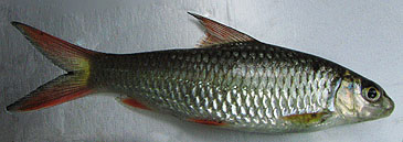 823_Moncey Vincent_Red Canarese Barb_Puntius thomassi.jpg